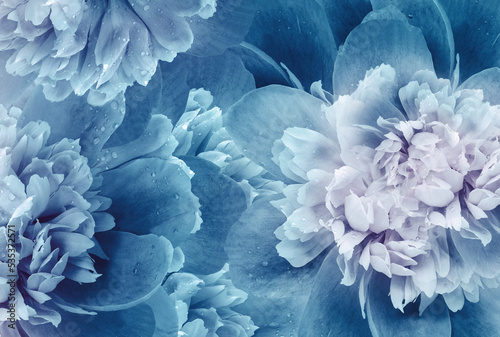 Blue peony flowers and petals peonies Floral background. Close-up. Nature.