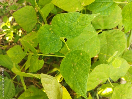 Wallpaper Mural close up of a plant Torontodigital.ca