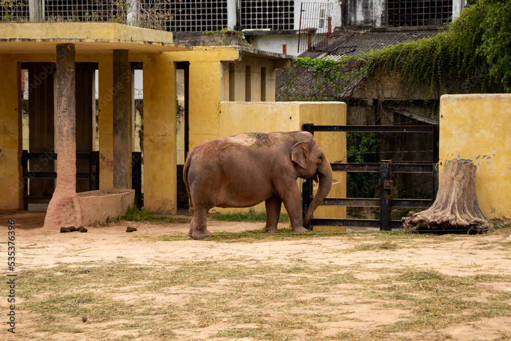 Naklejka premium Elderly elephant at the zoo.