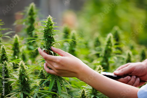 Close up on hand of scientists and farmer researching and checking cannabis plant together in Cannabis farm. Cannabis cultivation and Hemp oil research concept. Medical marijuana plantation. © pingpao