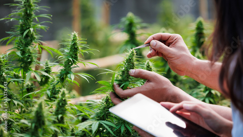 Tableau sur toile Close up on hand of scientists and farmer researching together and using tablet to collect data in Cannabis farm