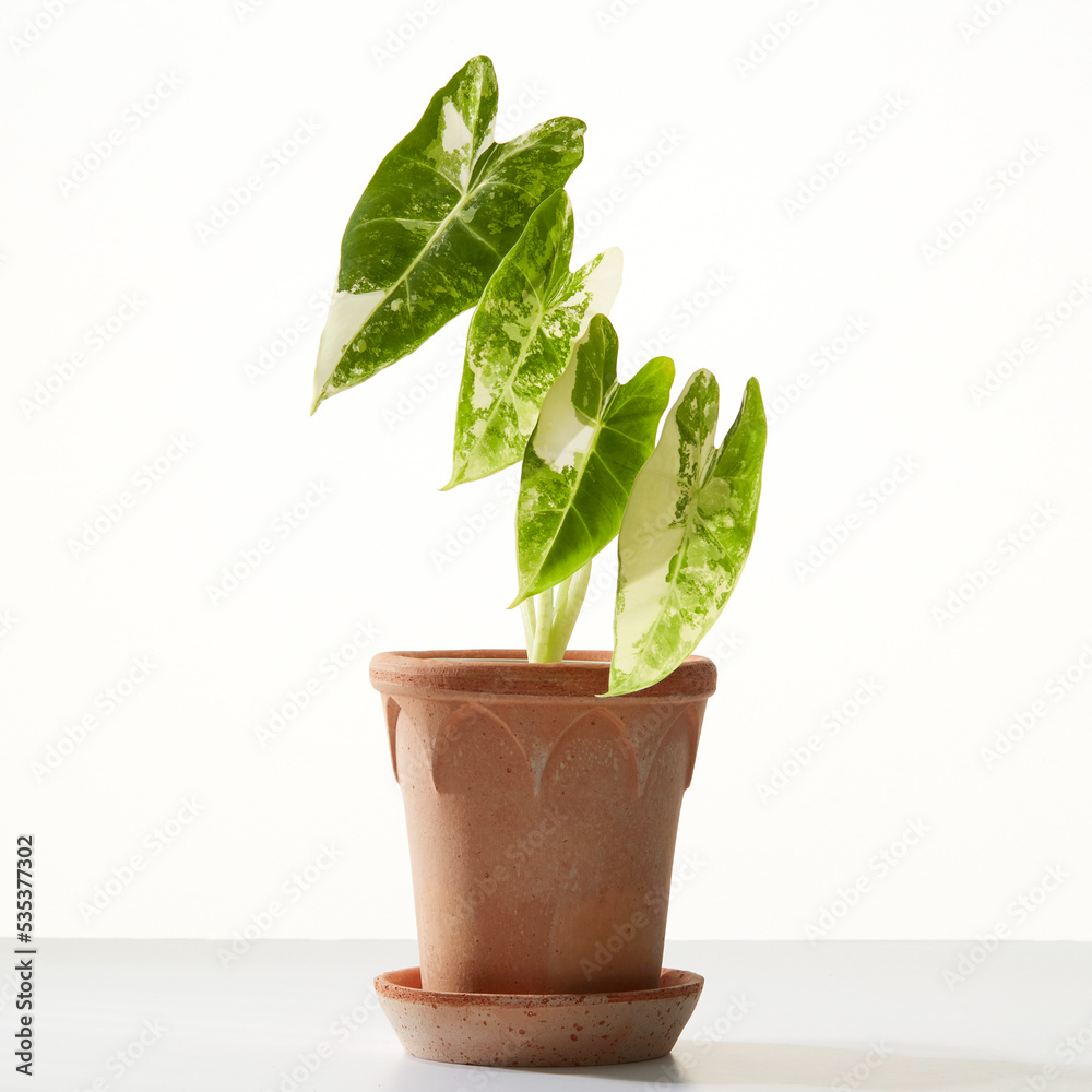 plant in a pot. (Botanic table) plant in a pot. (Botanic table)