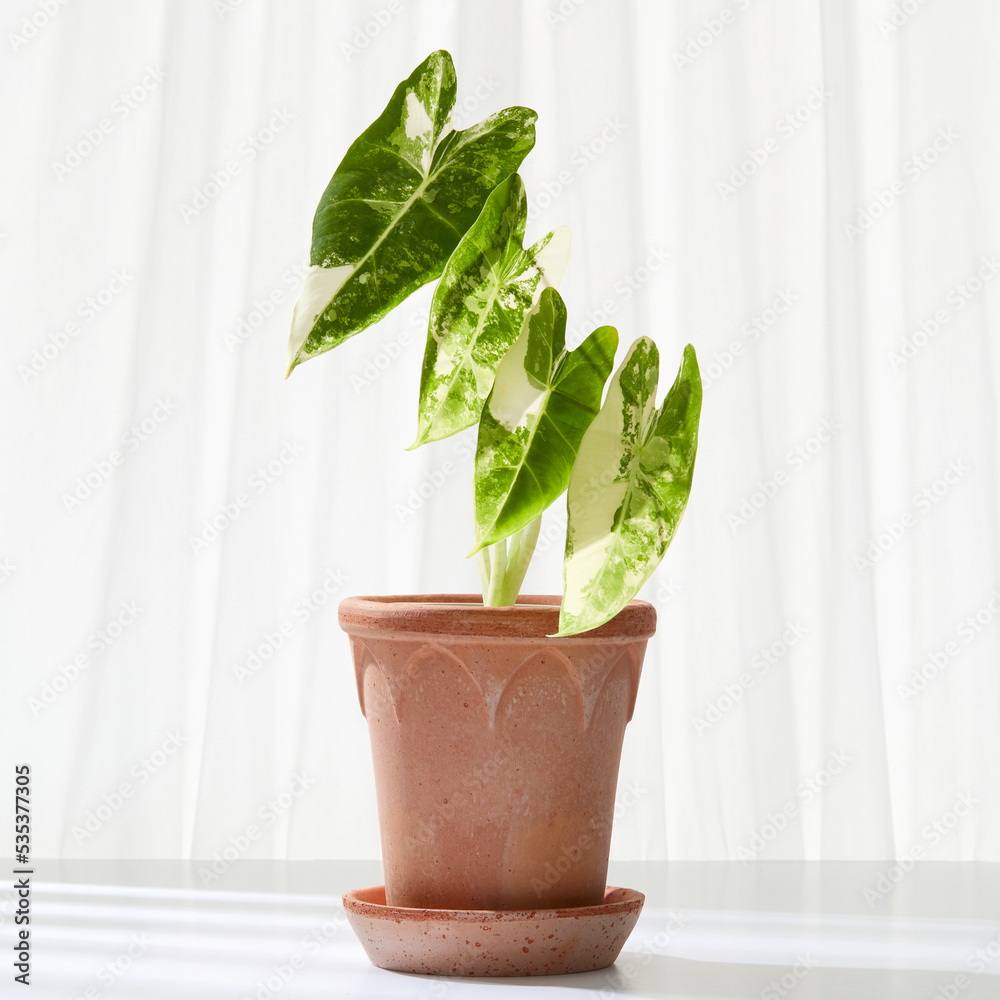 Fototapeta premium plant in a pot. (Botanic table)
