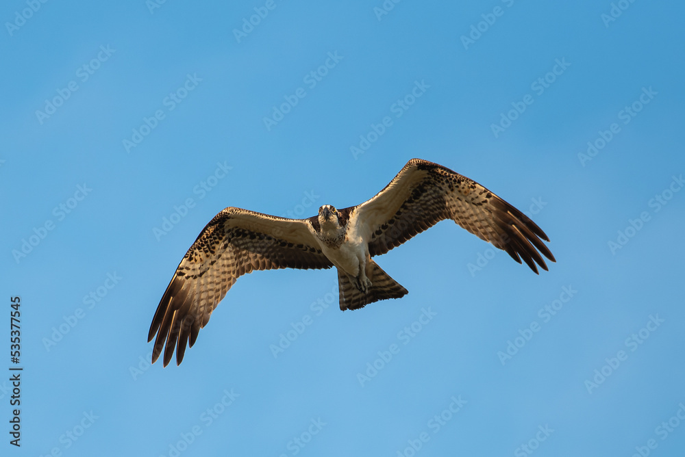 Obraz premium ミサゴの飛翔