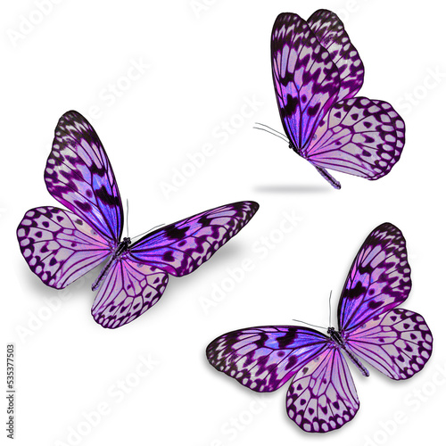 three colorful butterfly isolated on white background.