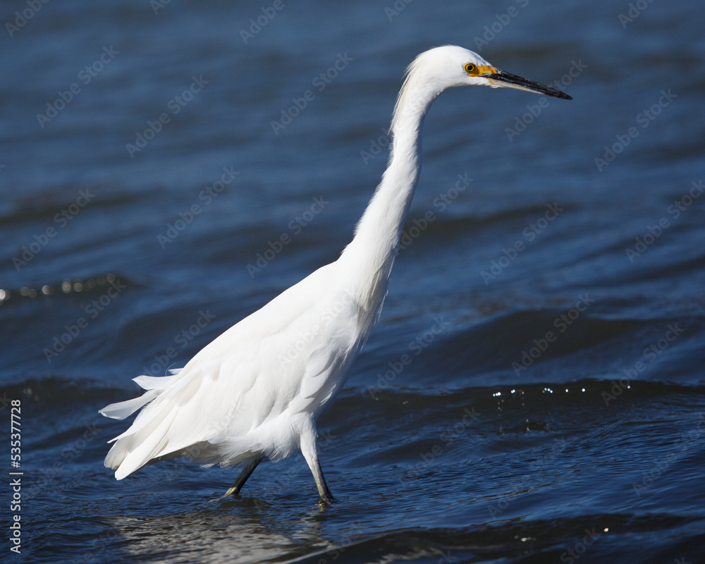 Snowy Egret Wading in the Duck Pond in Martinez, California. Snowy Egret Wading in the Duck Pond in Martinez, California.