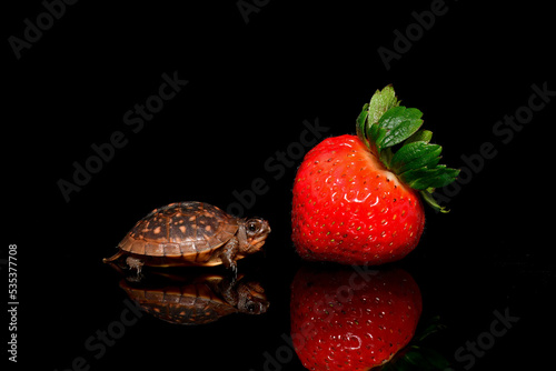 turtle with a strawberry reflection on black background