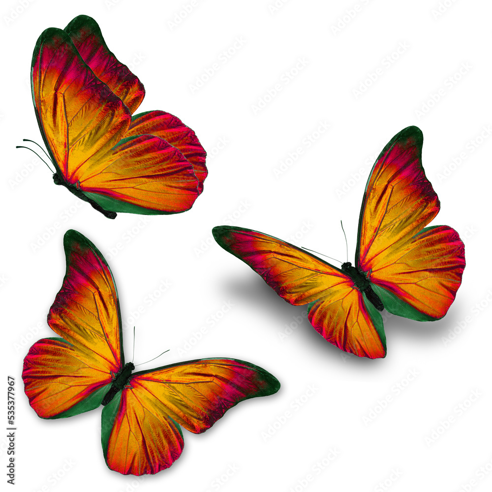 Obraz premium three colorful butterfly isolated on white background.