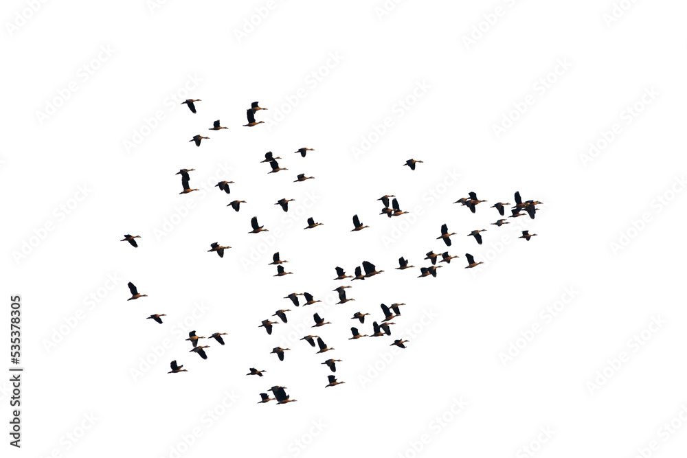 Lesser Whistling Duck Lesser Whistling Duck