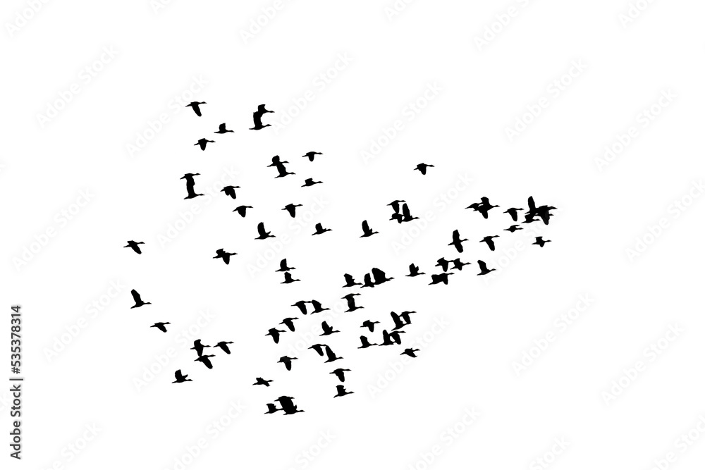 flock of flying birds flock of flying birds