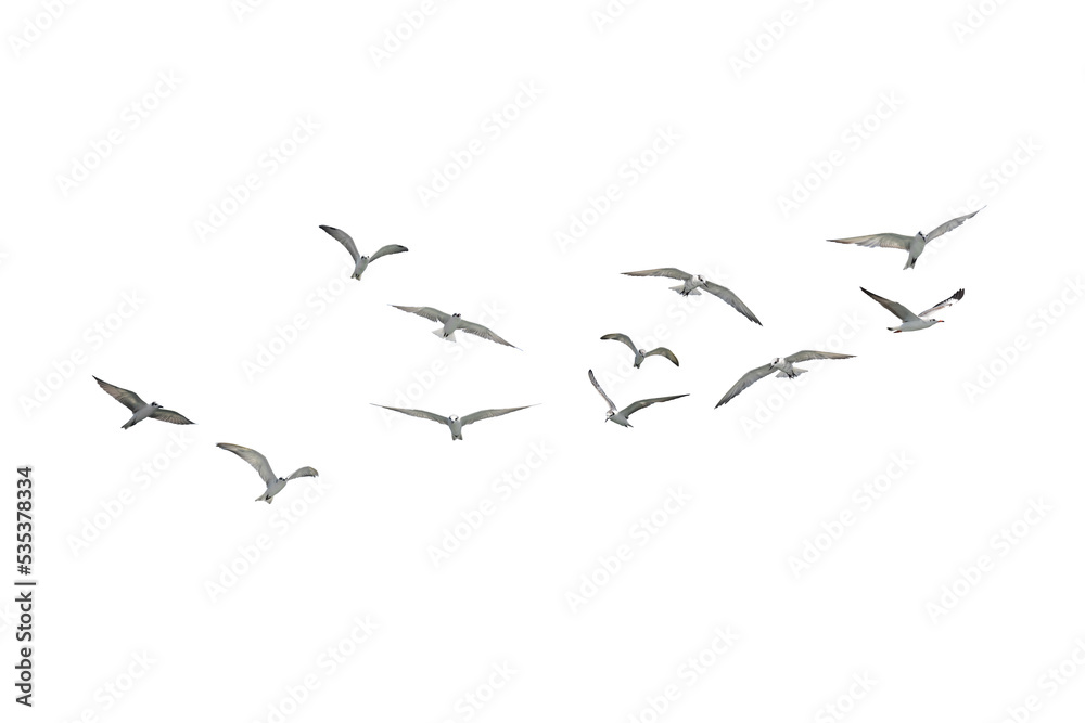 seagull
