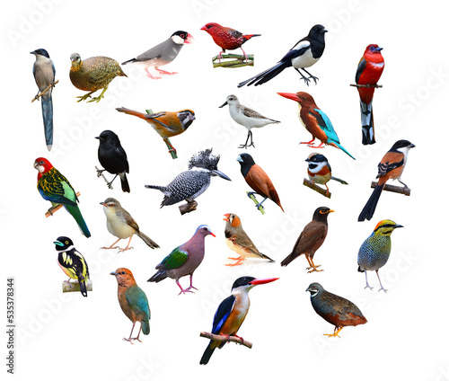 Valokuva big set of birds