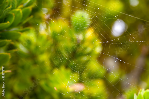 Spider web (cobweb) with raindrops in the park.