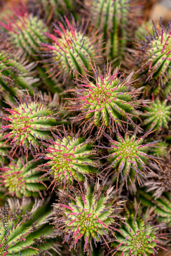 Close-up of Euphorbia horrida 'Nova' (African Milk Barrel)