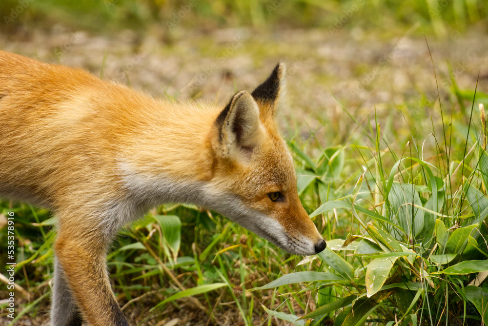 Hokkaido red fox in summer