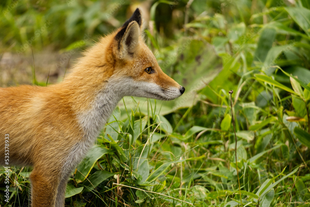 Fototapeta premium Hokkaido red fox in summer