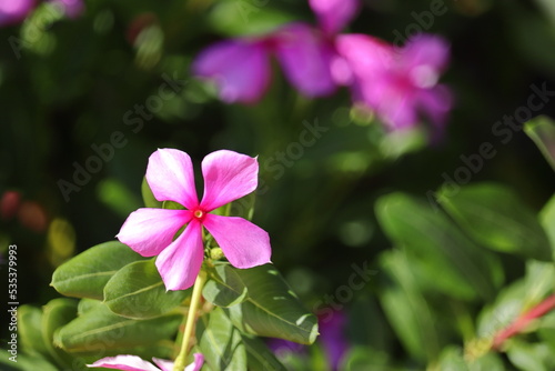 A Madagascar periwinkle  Catharanthus roseus  in a garden