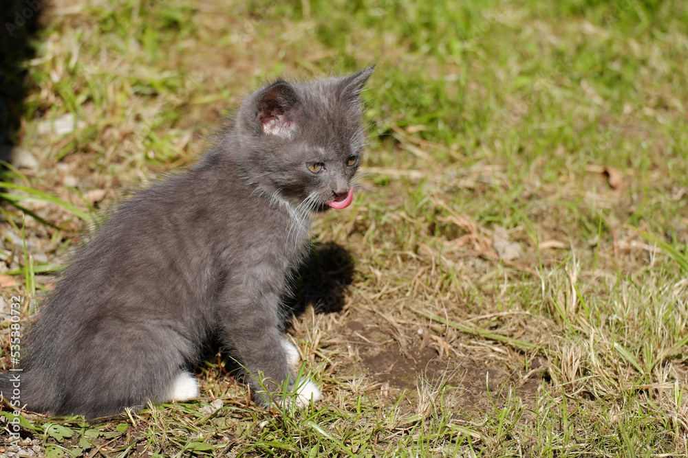 A fluffy gray kitten licking its lips with its tongue sticking out on the lawn.