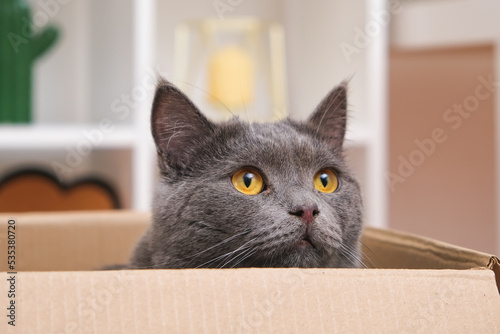 A grey cat is playing in a cardboard box. A gray cat is hunting for a toy. The cat is a predator. The attentive gaze of a gray cat.