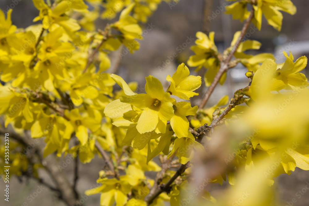 Forsythia(Golden bell flowers) in the spring . Forsythia(Golden bell flowers) in the spring .