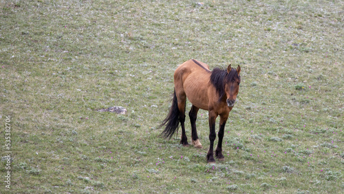 Wallpaper Mural Bay stallion wild horse with dorsal stripe in the central Rocky mountains of the western United States Torontodigital.ca