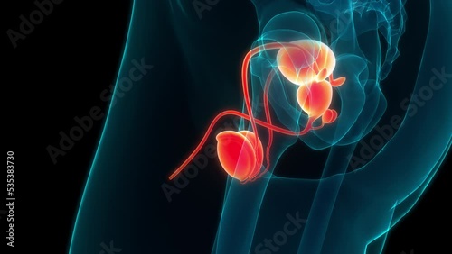 Male Reproductive System Anatomy Animation Concept photo