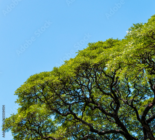 Green Banyan Tree with Twisted Branches Under Blue Sky.