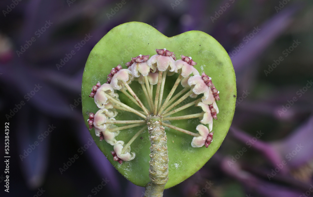 Fototapeta premium Hoya kerrii with love (part 1)