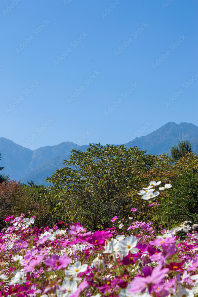 flowers on the mountain