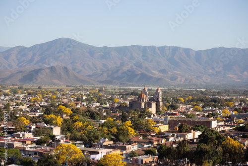 primaveras amarillas en autlan de navarro jalisco photo