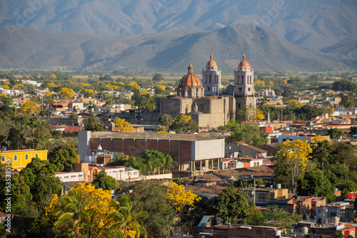 primaveras amarillas en autlan de navarro jalisco photo