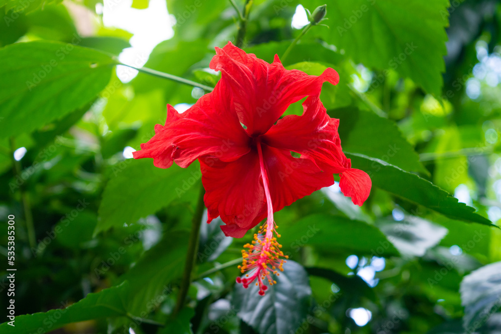 Beautiful red hibiscus flower on branch Beautiful red hibiscus flower on branch