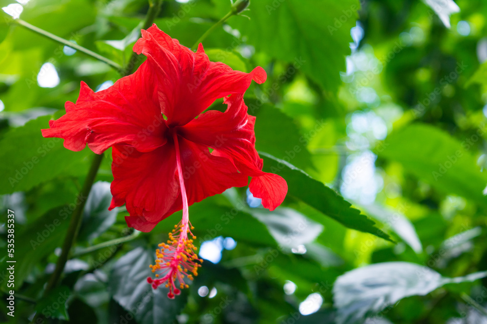 Beautiful red hibiscus flower on branch Beautiful red hibiscus flower on branch