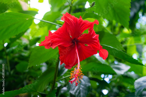 Beautiful red hibiscus flower on branch photo