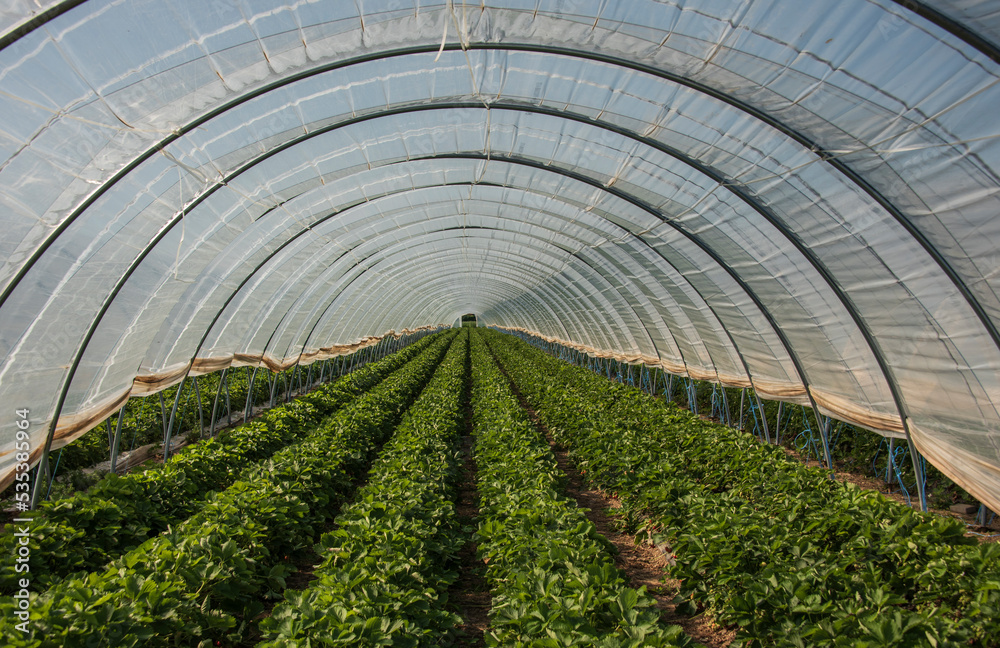 view into a polytunnel with strawberry plants
