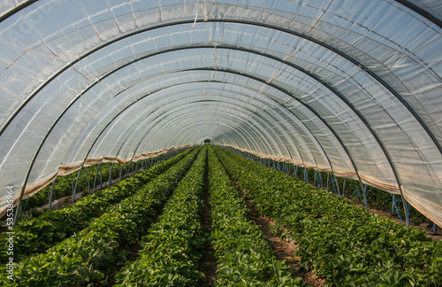view into a polytunnel with strawberry plants