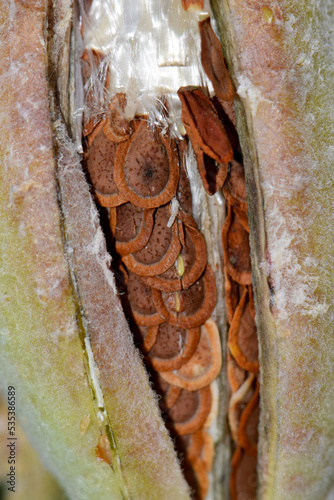 Showy Milkweed Seed Abstract 06 photo