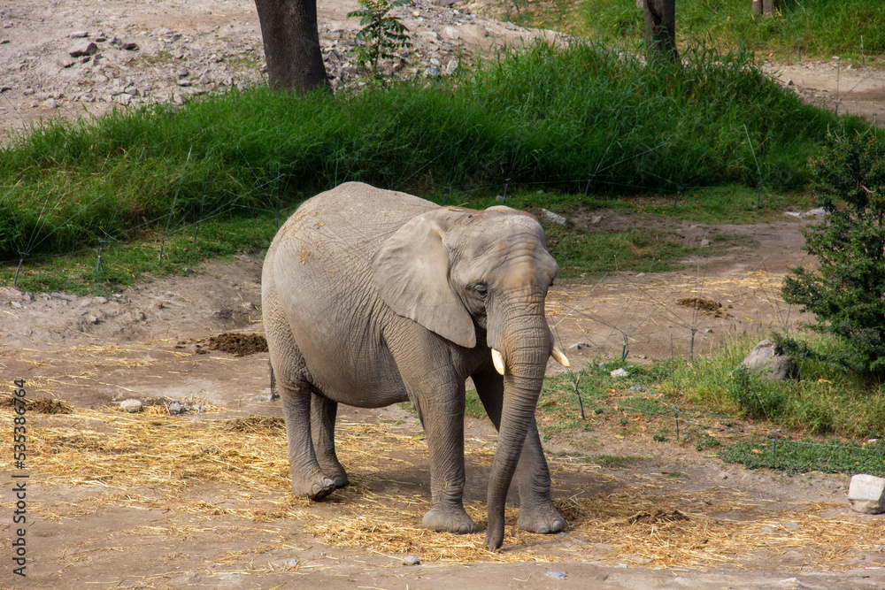 Fototapeta premium elefante en el zoologico de guadalajara, jalisco, mexico