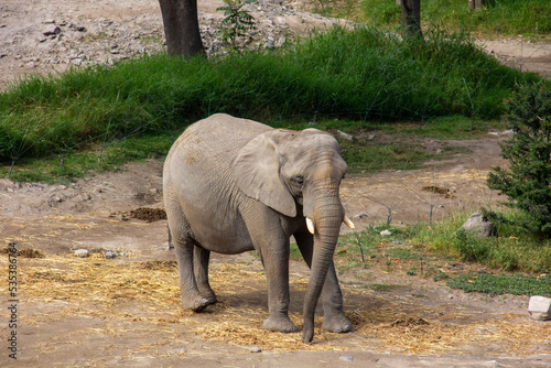 elefante en el zoologico de guadalajara  jalisco  mexico