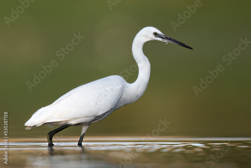 Great white egret bird Ardea alba in natural habitat