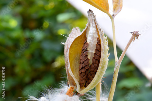 Autumn Showy Milkweed 01 photo