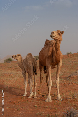 A Camel With Her Calf