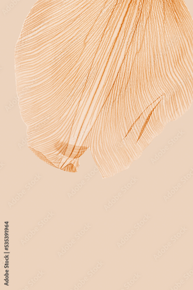 Nature abstract of flower petals, beige transparent leaves with natural