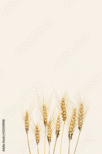Close up ripe yellow ears of wheat with awns on beige background. Top view ears of cereal crops, natural organic wheat grain crop, harvest concept, minimal design, cereals plant at sunlight