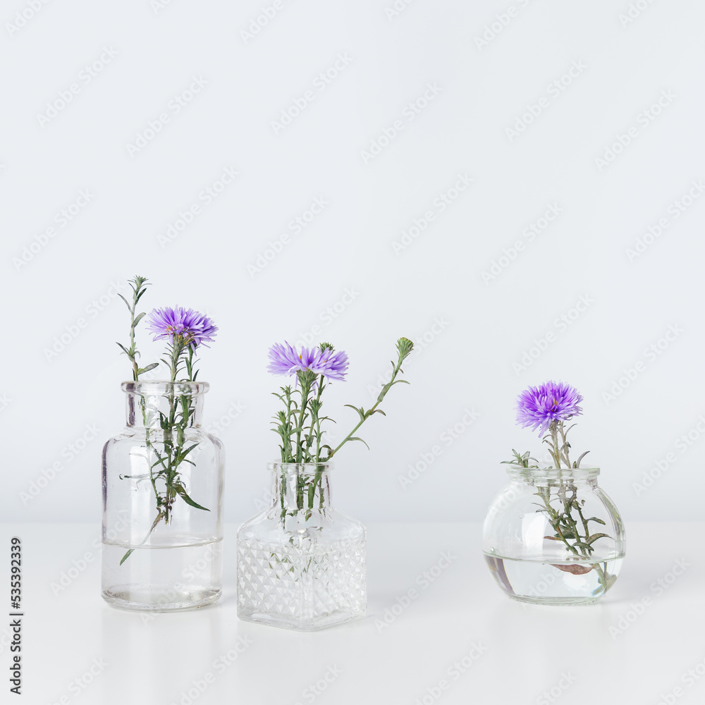 Minimal floral composition, violet flower bushy aster in glass vases, aesthetic blossoms on table. Autumn still life with light background, minimal trend botanical design, copy space