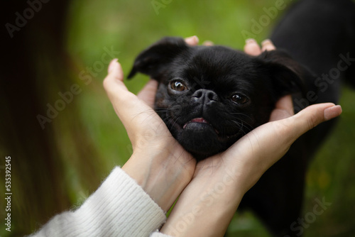 face of black cute pet pug-dog of breed 'Petit Brabancon Brussels Griffon' in woman's hands photo