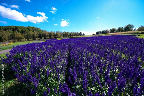 美しいサルビアのお花畑