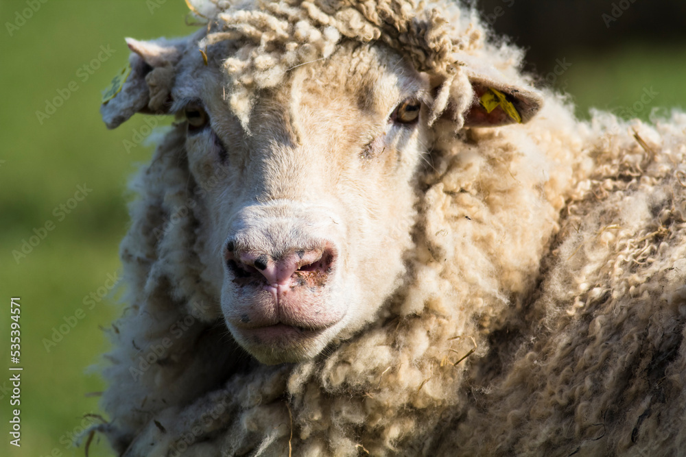 Close up portrait of sheep on the meadow in countryside. Animal face detail scenic eyes watching you Close up portrait of sheep on the meadow in countryside. Animal face detail scenic eyes watching you