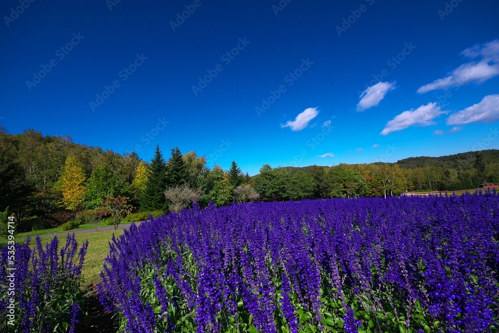 Fototapeta premium 美しいサルビアのお花畑