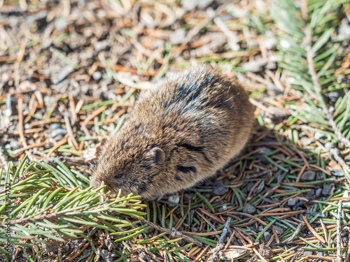 A closeup of a Common vole  Microtus arvalis  on the ground with a blurry background